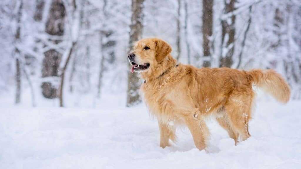 Golden reriever dog in the snow image